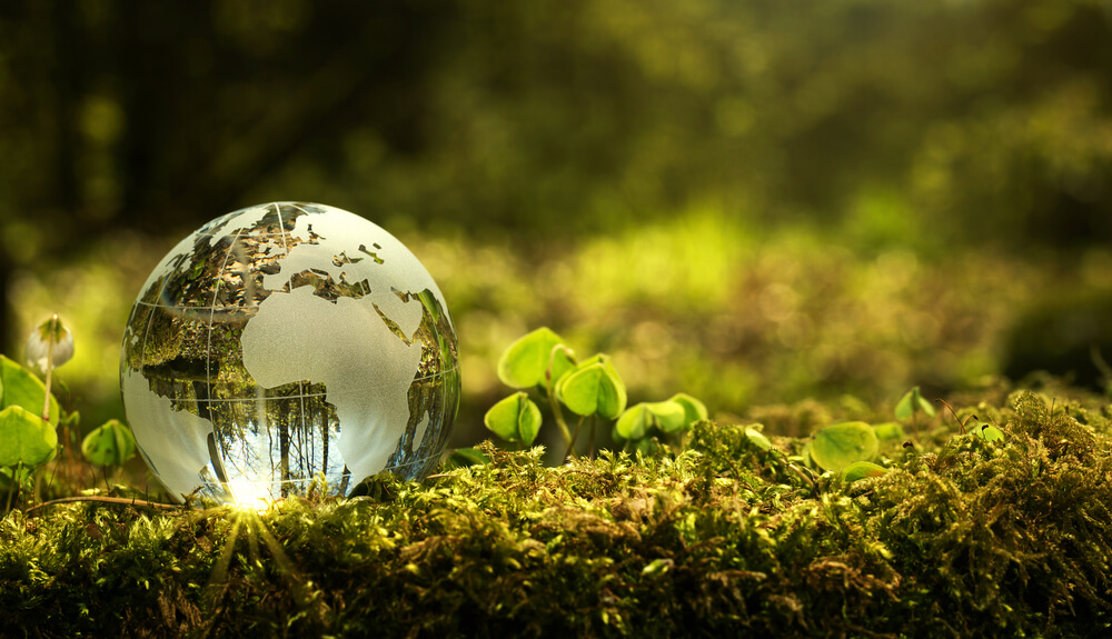 Glass globe in moss